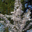 Prunus incisa 'The Bride': Bild 5/5
