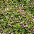 Rubus arcticus 'Beata': Bild 3/3
