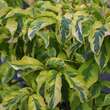 Cornus florida 'Sunset': Bild 3/6