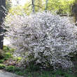 Prunus incisa 'February Pink': Bild 6/6