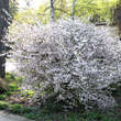 Prunus incisa 'February Pink': Bild 6/6