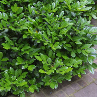 Kirschlorbeer - Prunus laurocerasus 'Piri' - wei