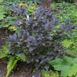 Fagus sylvatica 'Purpurea Nana': Bild 2/2