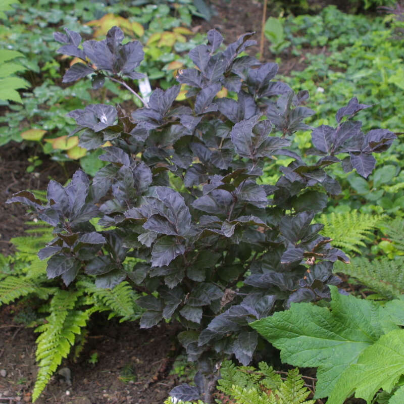 Zwerg-Blutbuche - Fagus sylvatica 'Purpurea Nana'