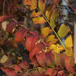 Sorbus esserteauana: Bild 2/2