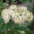 Sorbus 'Titan': Bild 4/12