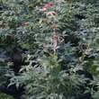 Acer palmatum 'Ukigumo': Bild 4/4