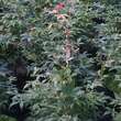 Acer palmatum 'Ukigumo': Bild 4/4