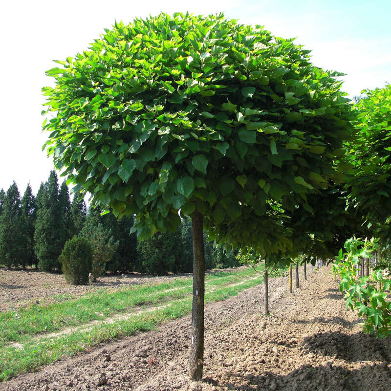 Kugel-Trompetenbaum - Catalpa bignonioides 'Nana' - bildet keine Blten