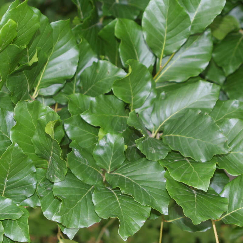 Sulenbuche - Fagus sylvatica 'Dawyck' ('Fastigiata') - grn