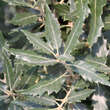 Quercus kewensis: Bild 3/6
