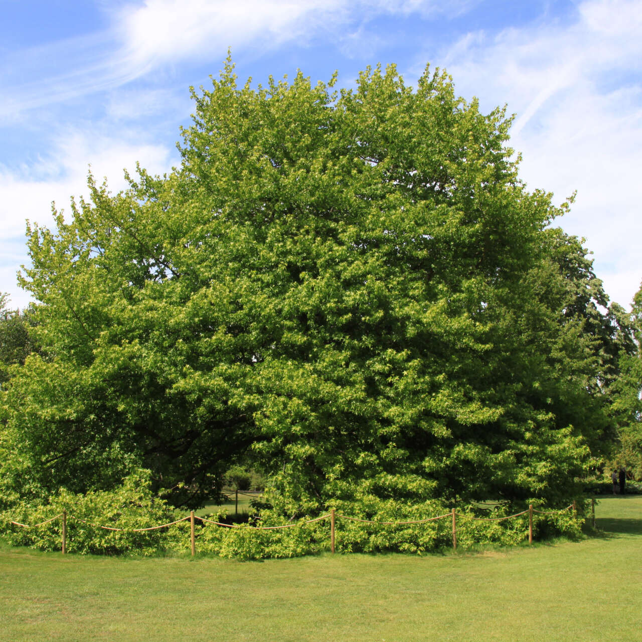 Amberbaum Liquidambar styraciflua grün