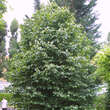 Parrotiopsis jacquemontiana: Bild 5/5