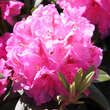 Rhododendron Hybride - rosa PG2: Bild 4/5
