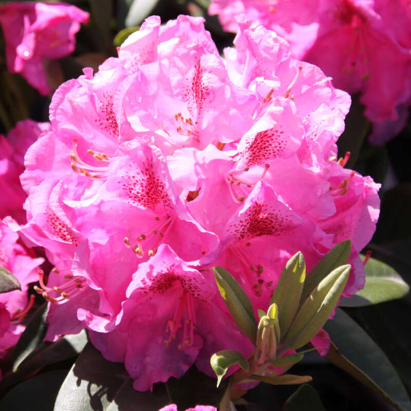 Rhododendron Rhododendron Hybride rosa PG2 rosa
