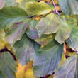 Parrotia persica: Bild 3/11