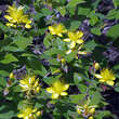Hypericum inodorum 'Elstead': Bild 4/8