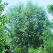 Salix alba 'Liempde': Bild 3/5