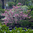 Magnolia soulangeana 'Lennei': Bild 5/6