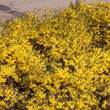 Forsythia 'Maree d'Or': Bild 6/7