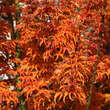 Acer palmatum 'Shishigashira': Bild 4/10