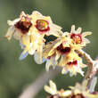 Chimonanthus praecox: Bild 2/3