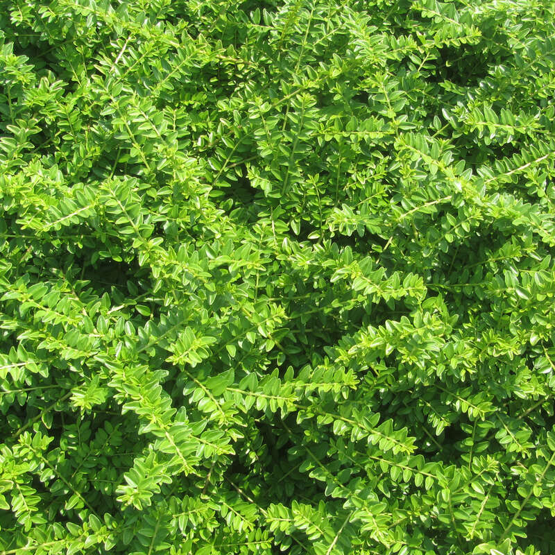 Immergrne Heckenkirsche - Lonicera nitida 'Maigrn' - grn