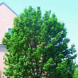 Acer pseudoplatanus: Bild 5/6