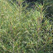 Frangula alnus 'Asplenifolia': Bild 2/6