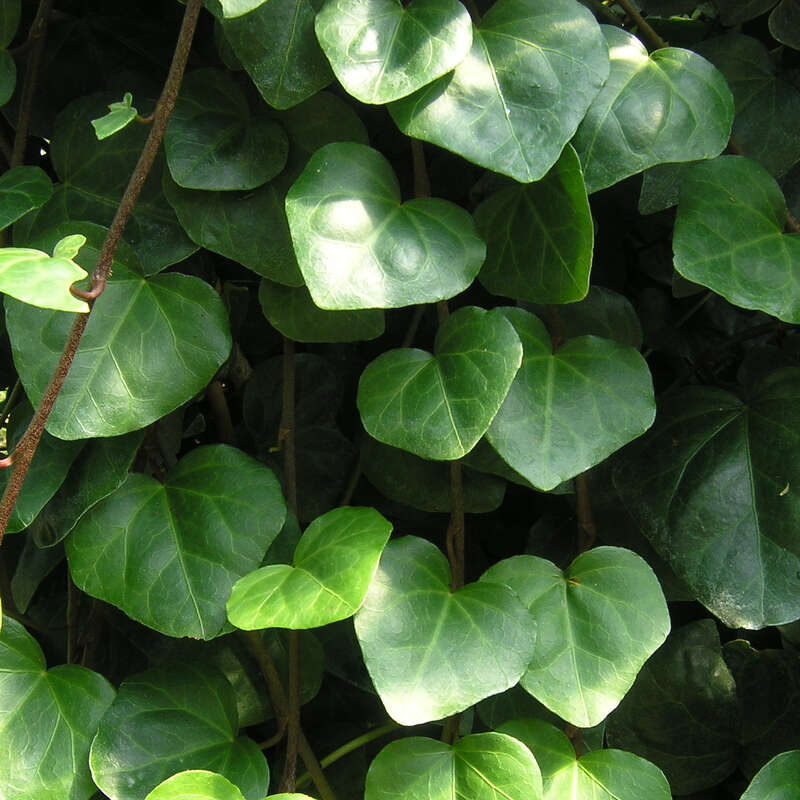 Kolchischer Efeu - Hedera colchica 'Batumi' - grn