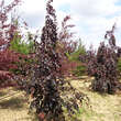 Fagus sylvatica 'Purple Fountaine': Bild 2/2