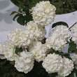 Viburnum plicatum 'Rosace': Bild 2/4