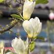 Magnolia 'Elizabeth': Bild 4/7