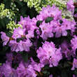 Rhododendron 'Praecox': Bild 4/9