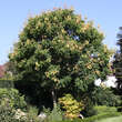 Koelreuteria paniculata: Bild 12/13