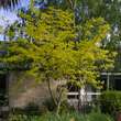 Gleditsia triacanthos 'Sunburst': Bild 4/4