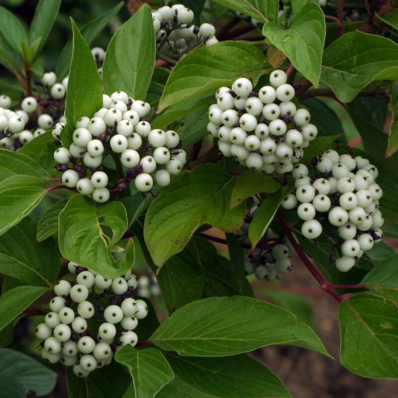 Weißer Hartriegel Cornus alba weiß
