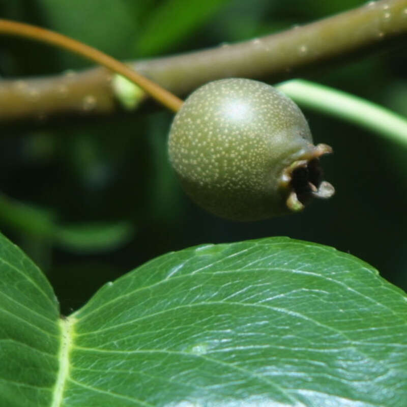 Zierbirne Pyrus calleryana 'Chanticleer' weiß