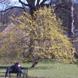 Cornus mas: Bild 9/9