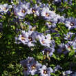 Hibiscus syriacus 'Blue Bird': Bild 5/5