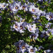 Hibiscus syr. 'Blue Bird': Bild 5/5
