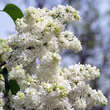 Syringa vulgaris 'Mme. Lemoine': Bild 3/5