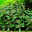 Viburnum davidii: Bild 3/3