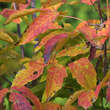 Acer mandschuricum: Bild 2/2