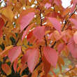 Prunus serrulata 'Pink Perfektion': Bild 2/2