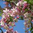Malus 'Hillieri': Bild 2/7