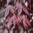 Acer palmatum 'Bloodgood': Bild 2/4