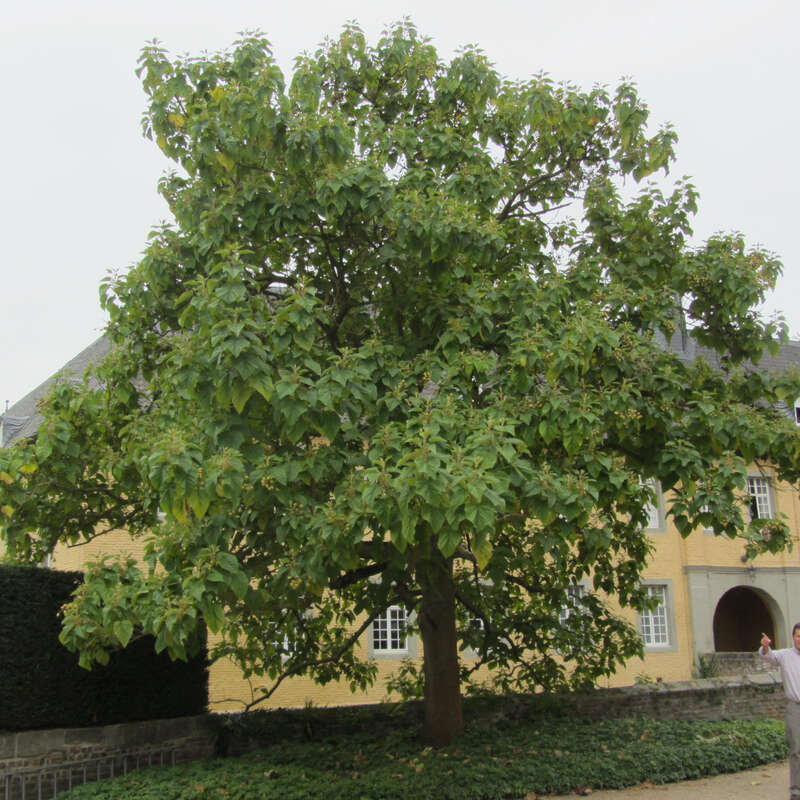Blauglockenbaum Paulownia tomentosa blau