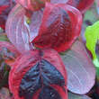 Cornus florida 'Sunset': Bild 5/6