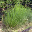 Cytisus scoparius: Bild 2/2